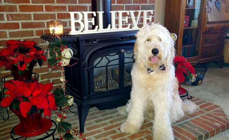 The intelligence and gentle demeanor of golden doodles make them an ideal therapy dog.